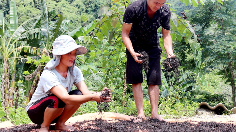 Hà Giang: Tân Lập xây dựng thương hiệu chè Shan tuyết