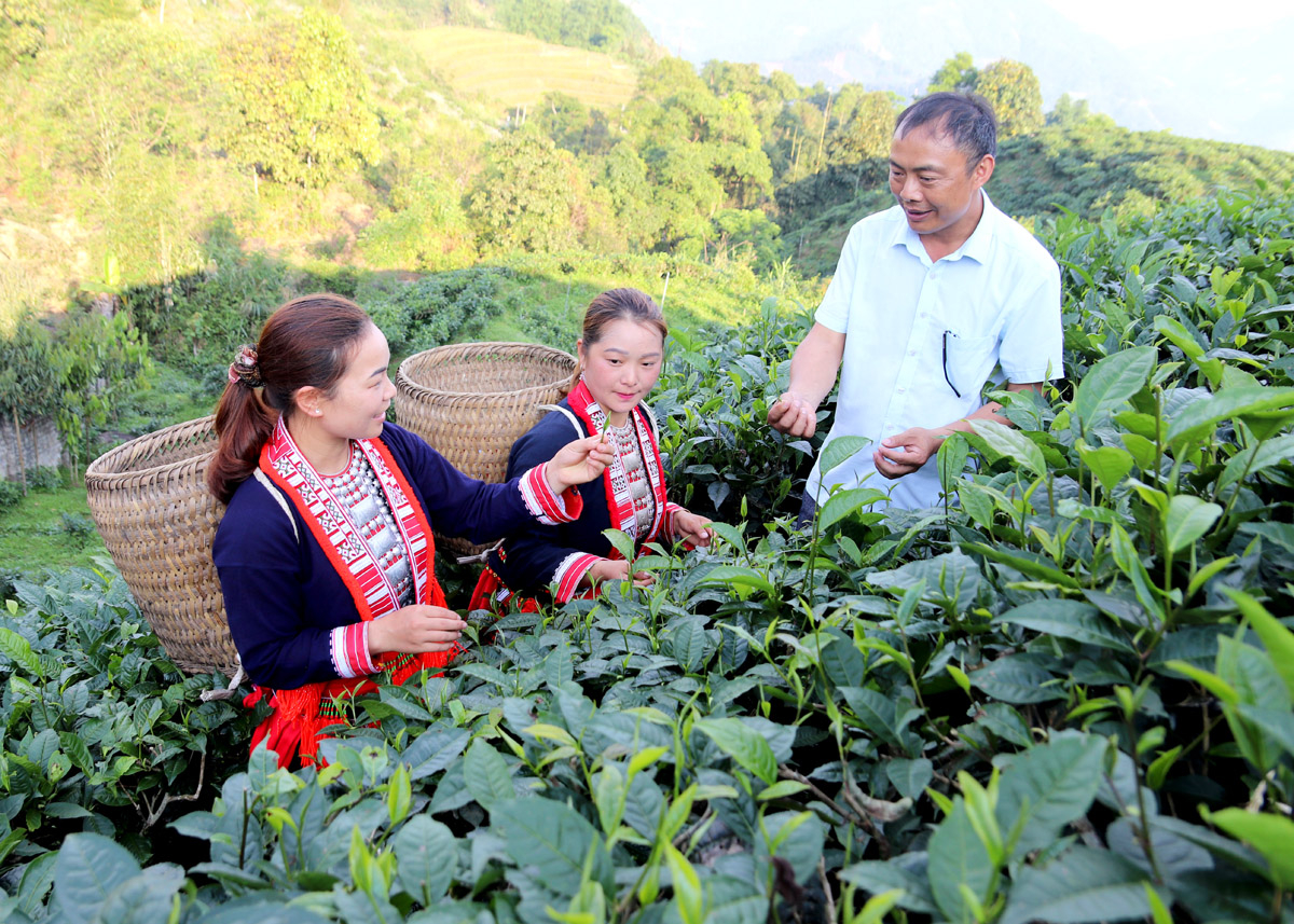 Hà Giang: Tân Lập xây dựng thương hiệu chè Shan tuyết