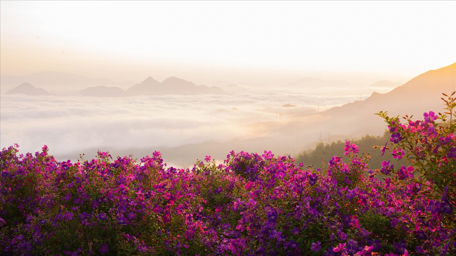 Sắc tím ở Vân Hồ