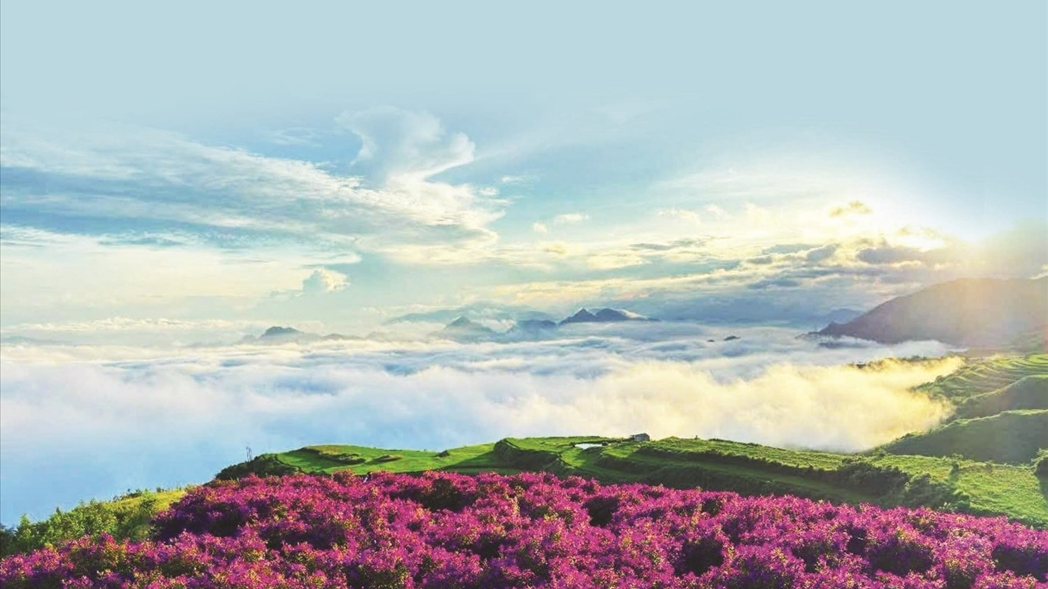 Sắc tím ở Vân Hồ