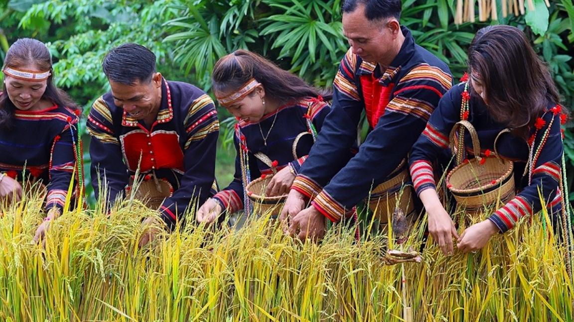 Mừng lúa mới - Nghi lễ gắn kết cộng đồng của người Gia Rai