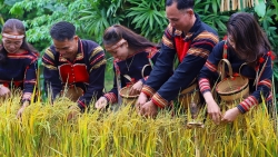 Mừng lúa mới - Nghi lễ gắn kết cộng đồng của người Gia Rai