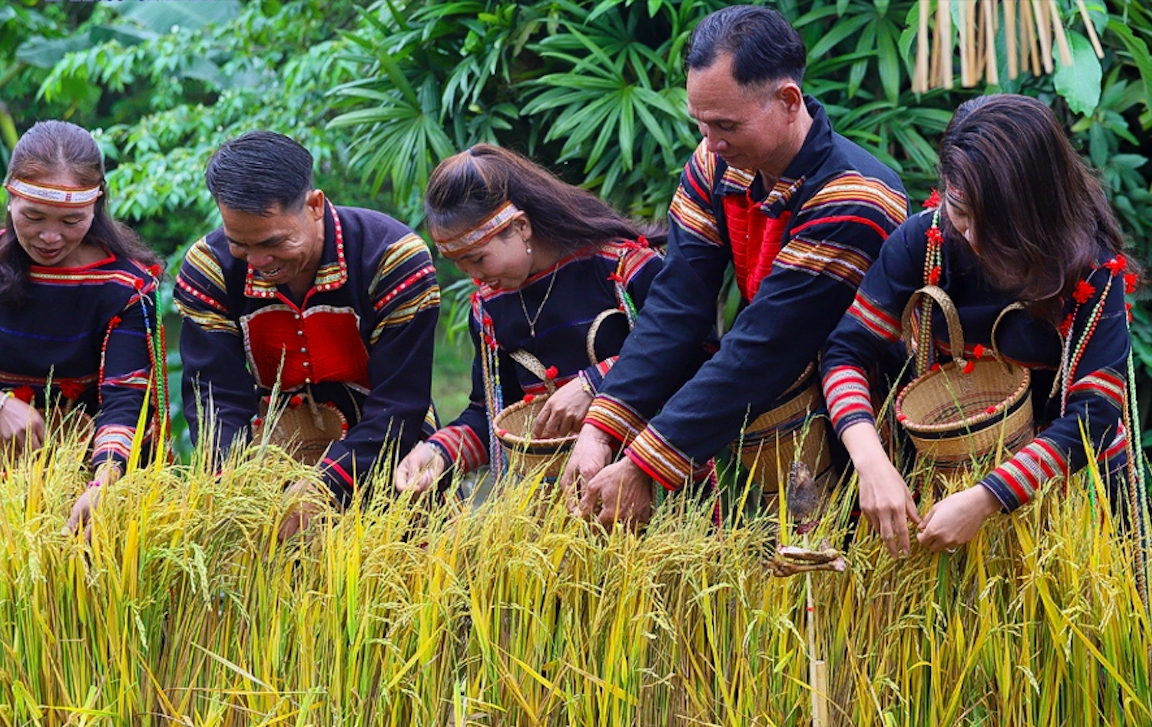Mừng lúa mới - Nghi lễ gắn kết cộng đồng của người Gia Rai Mừng lúa mới - Nghi lễ gắn kết cộng đồng của người Gia Rai