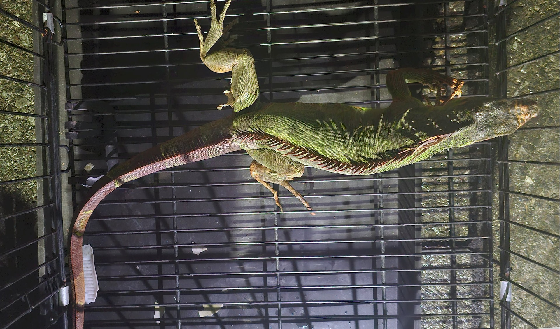 Lâm Đồng: Thả cá thể rồng Nam Mỹ về môi trường tự nhiên