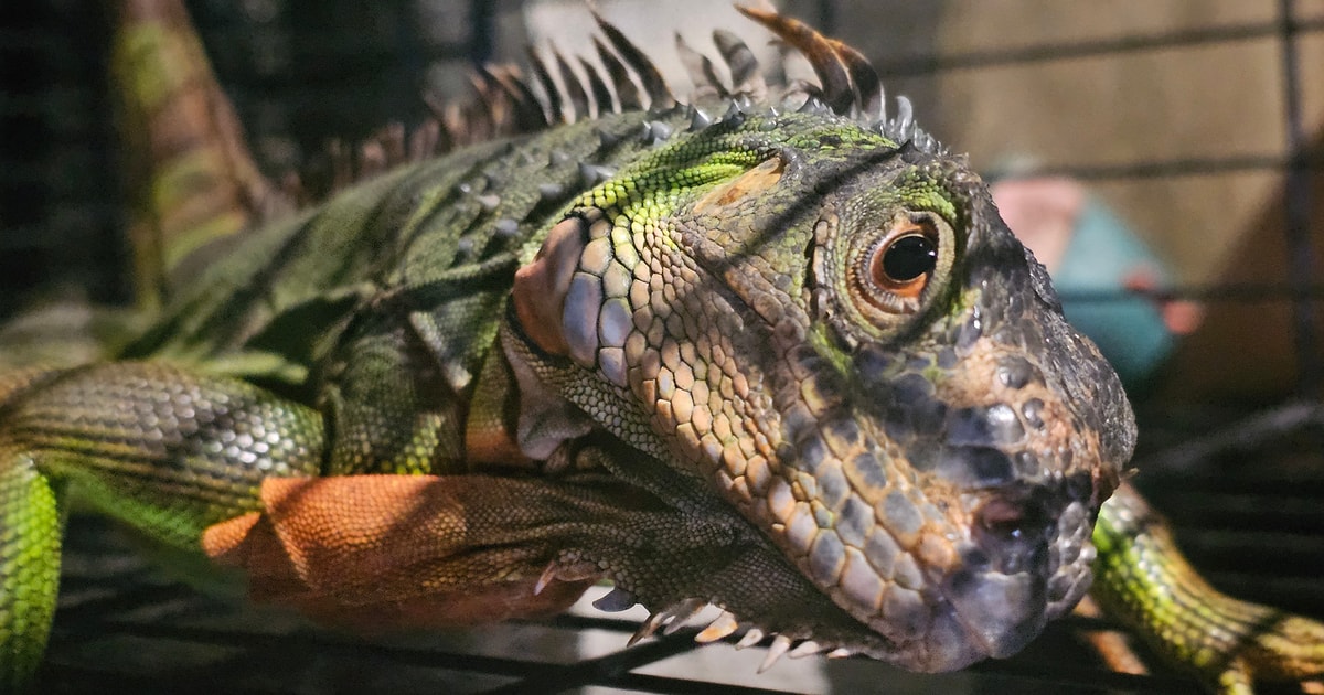 Thả cá thể rồng Nam Mỹ về môi trường tự nhiên