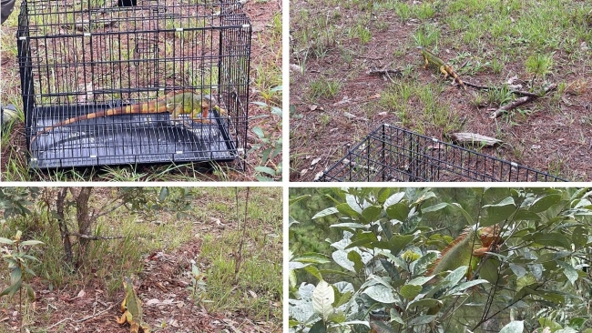 Lâm Đồng: Thả cá thể rồng Nam Mỹ về môi trường tự nhiên