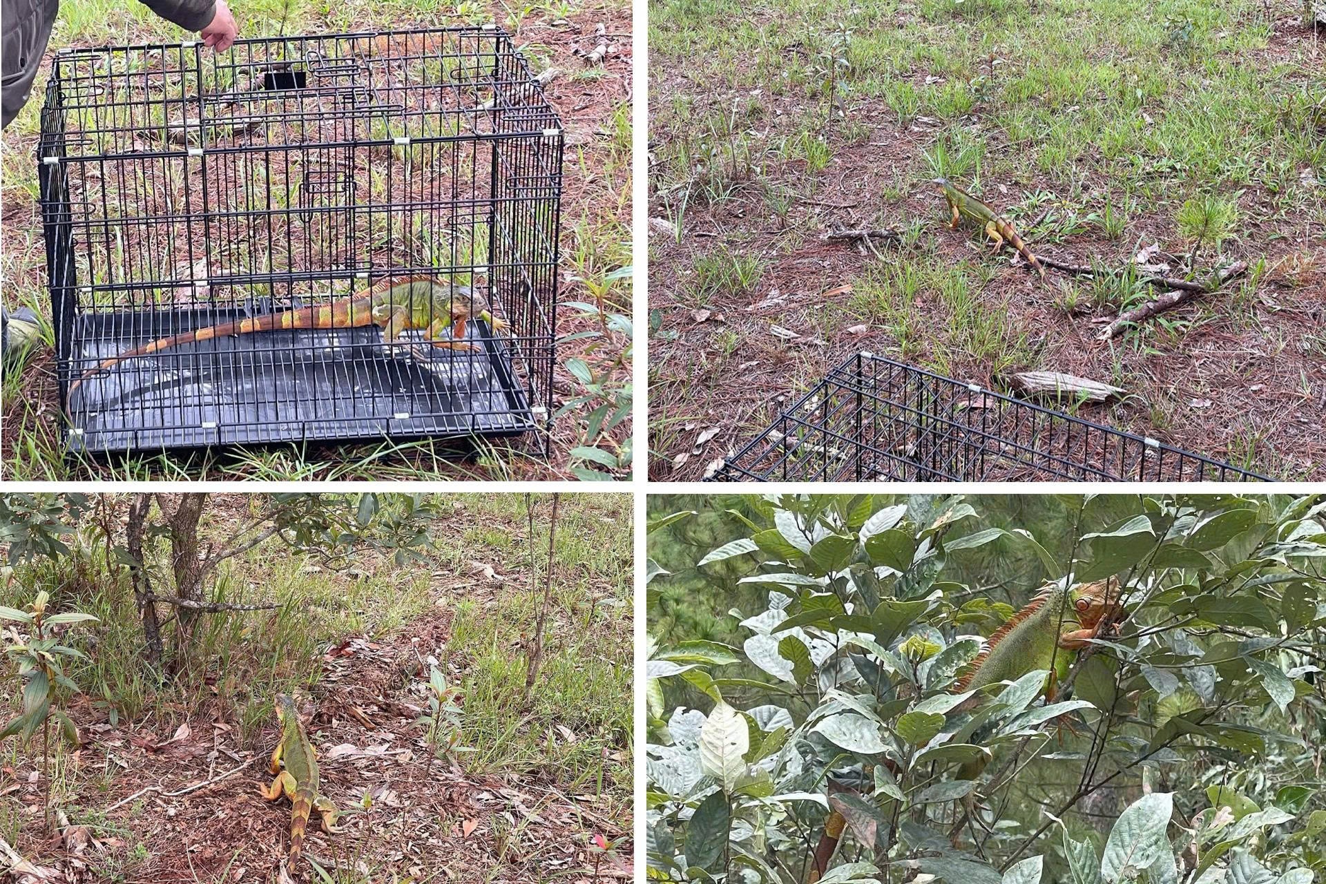 Lâm Đồng: Thả cá thể rồng Nam Mỹ về môi trường tự nhiên