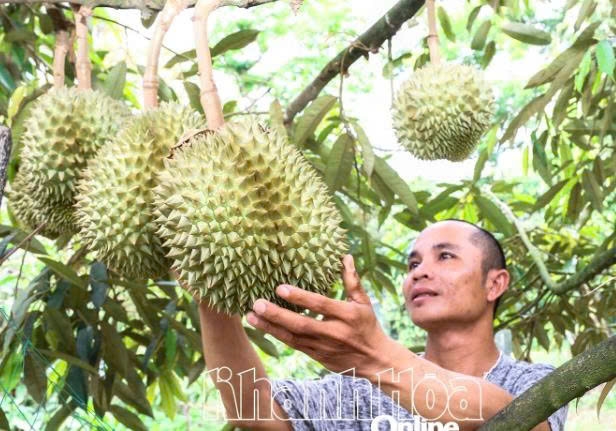 Khánh Hòa: Nâng cao giá trị sầu riêng Khánh Hòa: Nâng cao giá trị sầu riêng