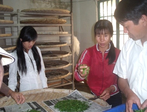 Lâm Đồng: Công nghệ giống mới ở ngành dâu tằm tơ Lâm Đồng: Công nghệ giống mới ở ngành dâu tằm tơ