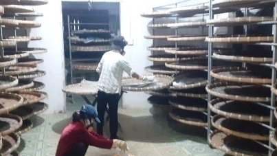 Lâm Đồng: Công nghệ giống mới ở ngành dâu tằm tơ