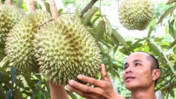 Khánh Hòa: Nâng cao giá trị sầu riêng