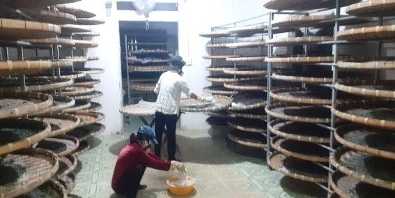 Lâm Đồng: Công nghệ giống mới ở ngành dâu tằm tơ Lâm Đồng: Công nghệ giống mới ở ngành dâu tằm tơ