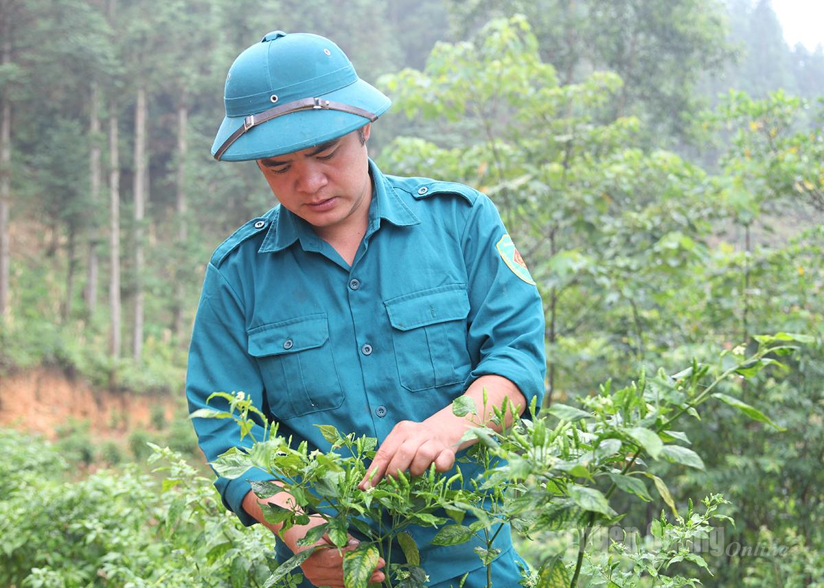Tuyên Quang: Tiềm năng từ cây ớt gió đặc sản Tuyên Quang: Tiềm năng từ cây ớt gió đặc sản