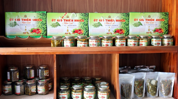 Tuyên Quang: Tiềm năng từ cây ớt gió đặc sản