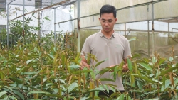 Lâm Đồng: Khấm khá từ nghề ươm cây giống