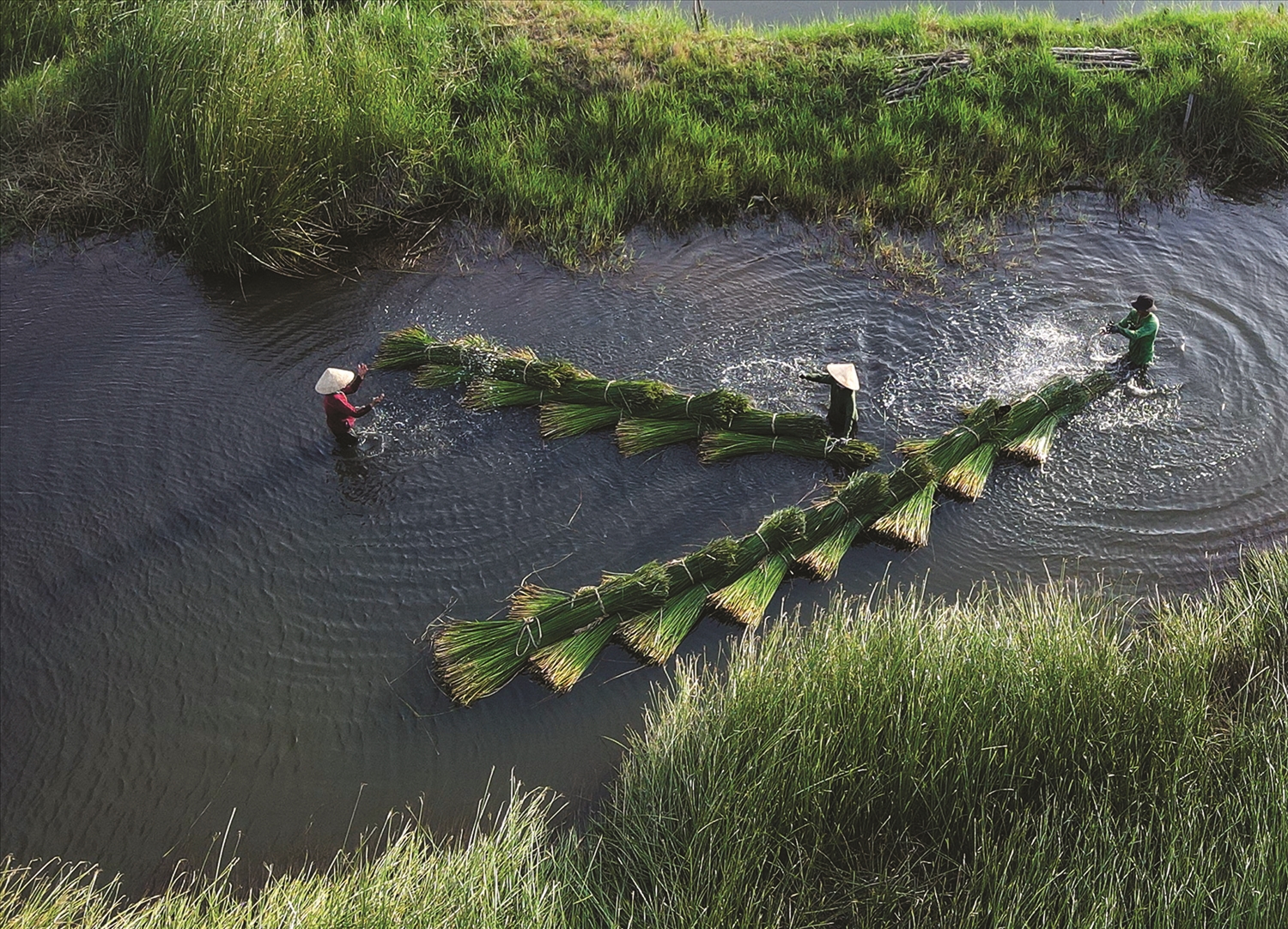 Rực rỡ sắc màu của làng nghề chiếu cói
