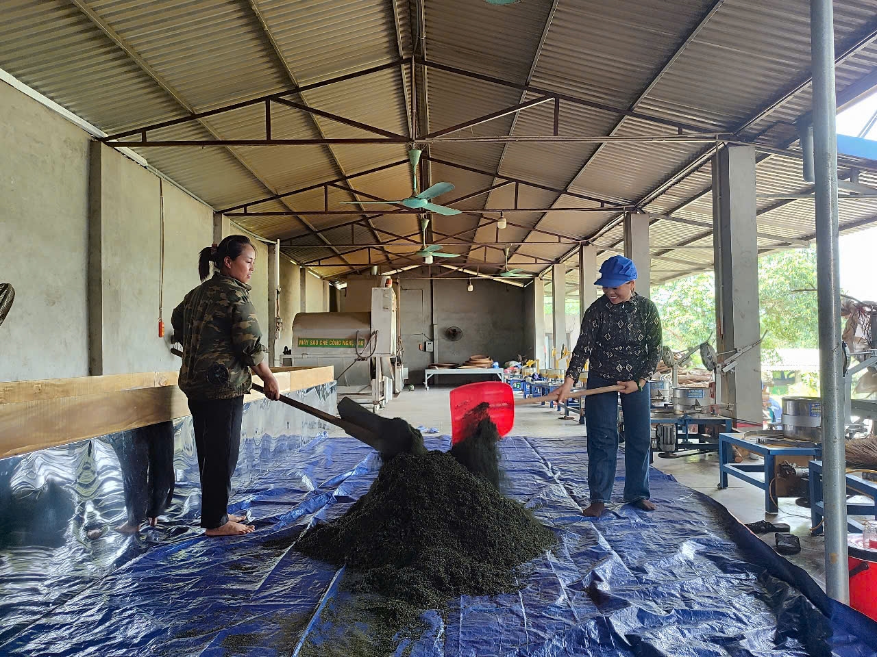 Niềm tin từ vùng chè xanh