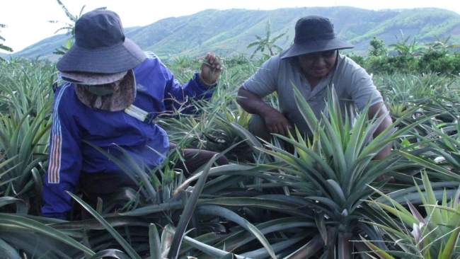 Từ vùng đất khô cằn đến vùng chuyên canh dứa trù phú