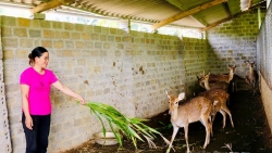 Tuyên Quang: Sinh kế từ nuôi hươu lấy nhung