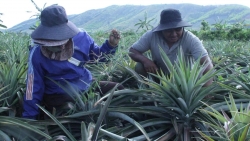 Từ vùng đất khô cằn đến vùng chuyên canh dứa trù phú