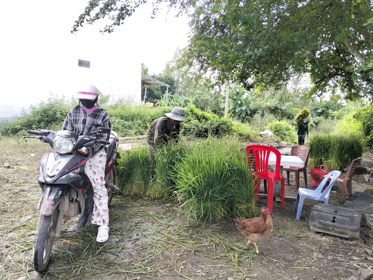 Ấn tượng chợ bán một mặt hàng nuôi sống hàng trăm gia đình người Khmer