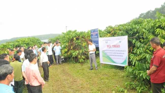 Cà phê Lâm Đồng đã có “danh xưng”