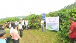 Cà phê Lâm Đồng đã có “danh xưng”