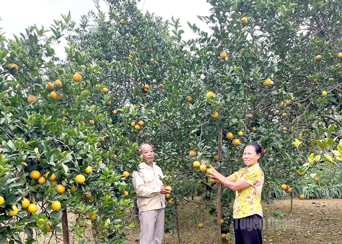 Tuyên Quang: Sản lượng cam vàng xã Đồng Yên ước đạt 6.900 tấn năm 2025 Tuyên Quang: Sản lượng cam vàng xã Đồng Yên ước đạt 6.900 tấn năm 2025