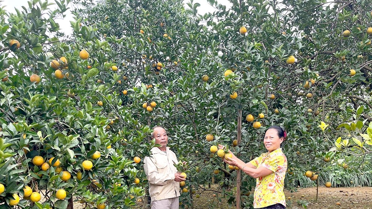 Tuyên Quang: Sản lượng cam vàng xã Đồng Yên ước đạt 6.900 tấn năm 2025