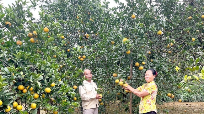 Tuyên Quang: Sản lượng cam vàng xã Đồng Yên ước đạt 6.900 tấn năm 2025