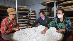 Lâm Đồng: “Nghề ăn cơm đứng” giúp hàng trăm hộ dân Lâm Đồng đổi đời