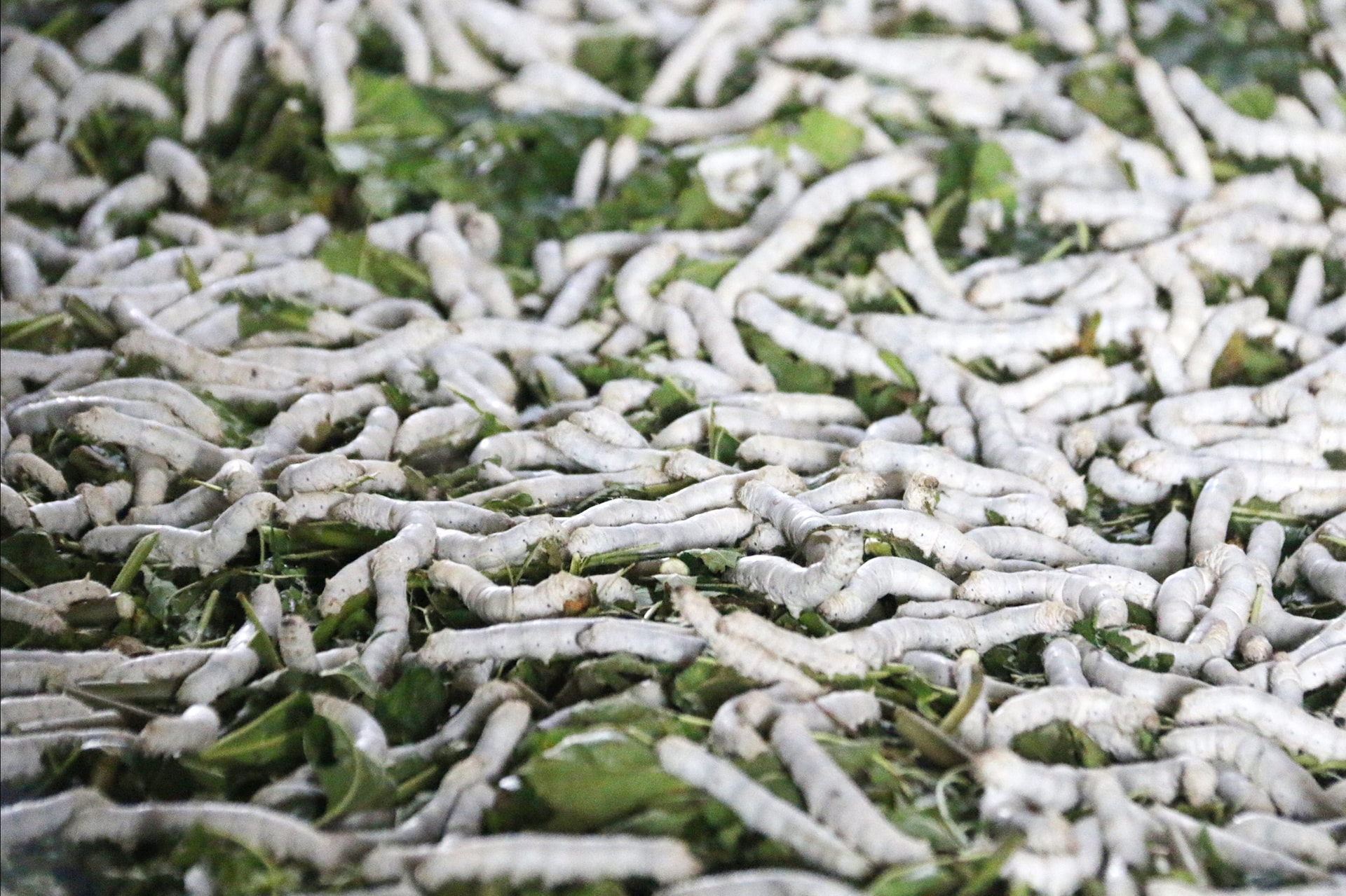 Lâm Đồng: “Nghề ăn cơm đứng” giúp hàng trăm hộ dân Lâm Đồng đổi