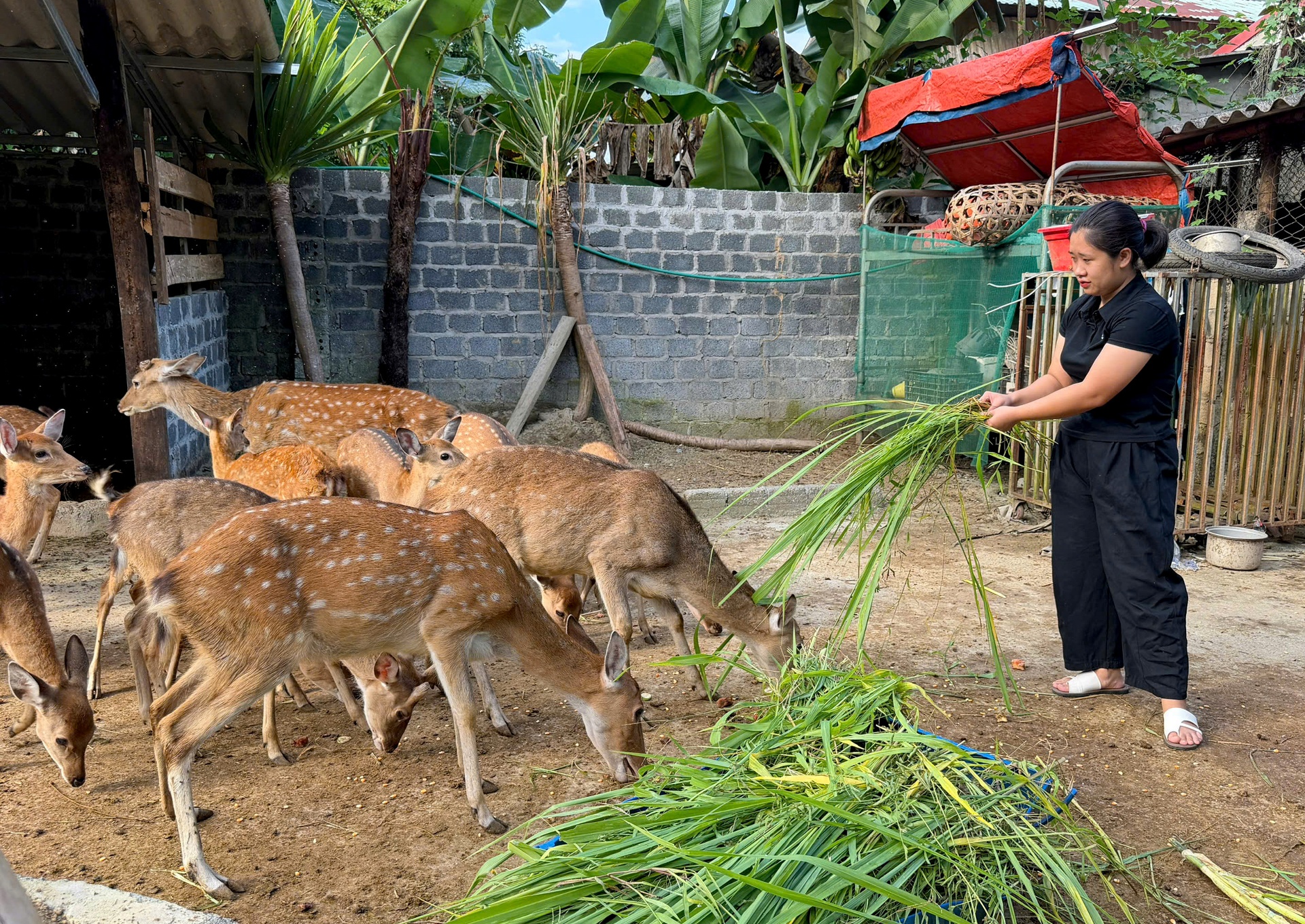Lai Châu: Nuôi hươu - hướng phát triển kinh tế tiềm năng ở Pa Tần