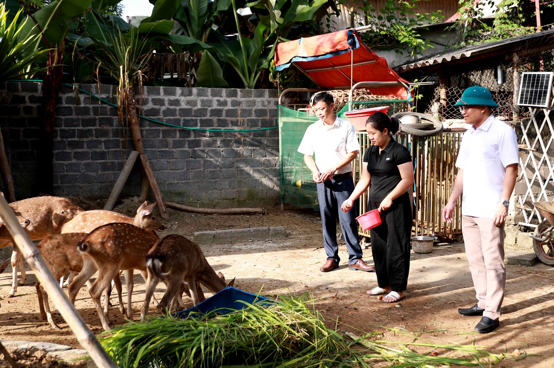 Lai Châu: Nuôi hươu - hướng phát triển kinh tế tiềm năng ở Pa Tần