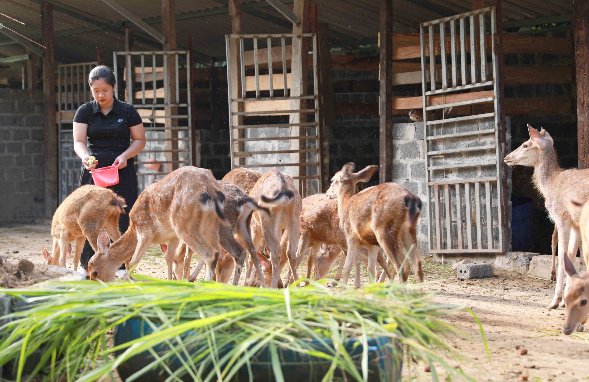 Lai Châu: Nuôi hươu - hướng phát triển kinh tế tiềm năng ở Pa Tần