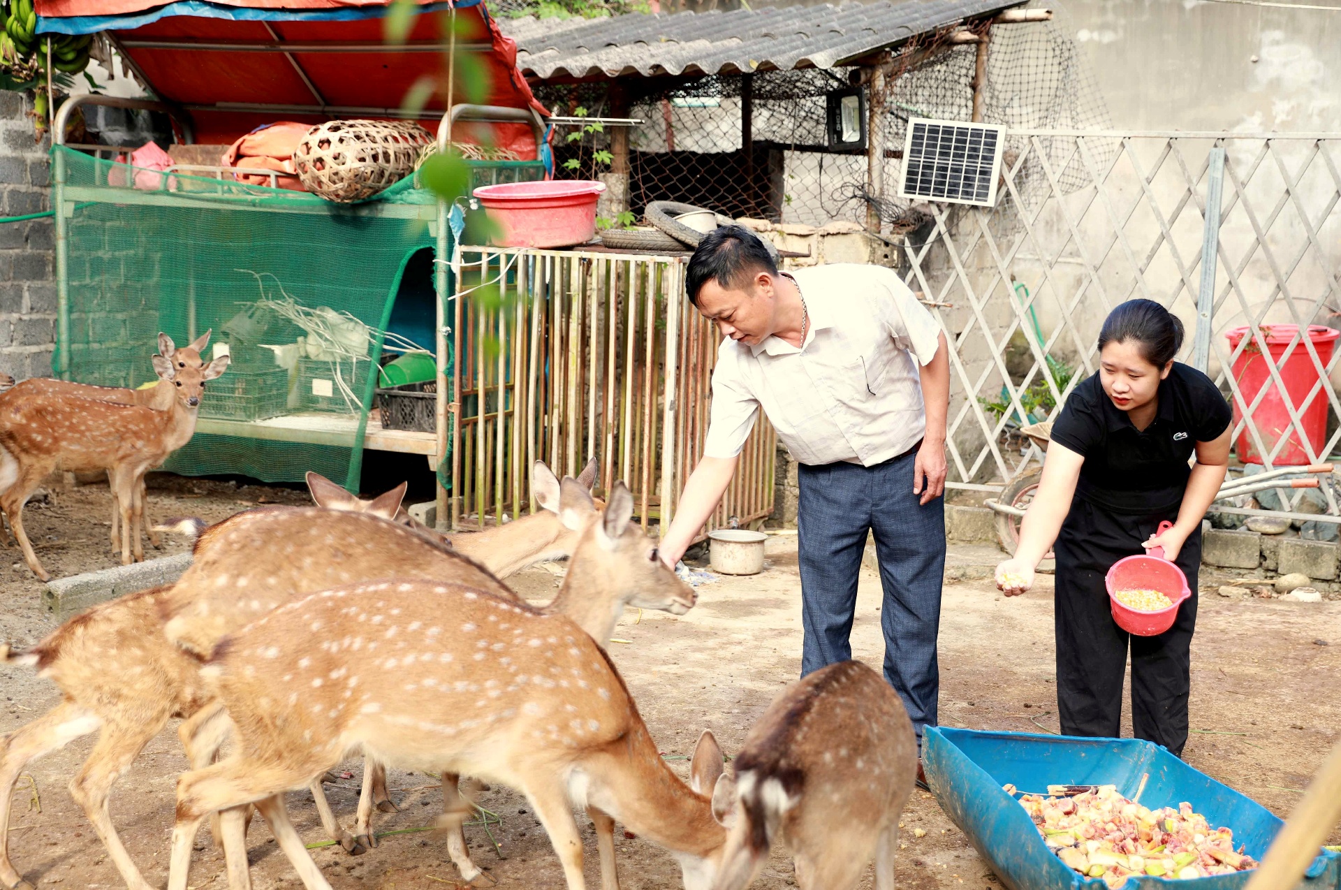 Lai Châu: Nuôi hươu - hướng phát triển kinh tế tiềm năng ở Pa Tần