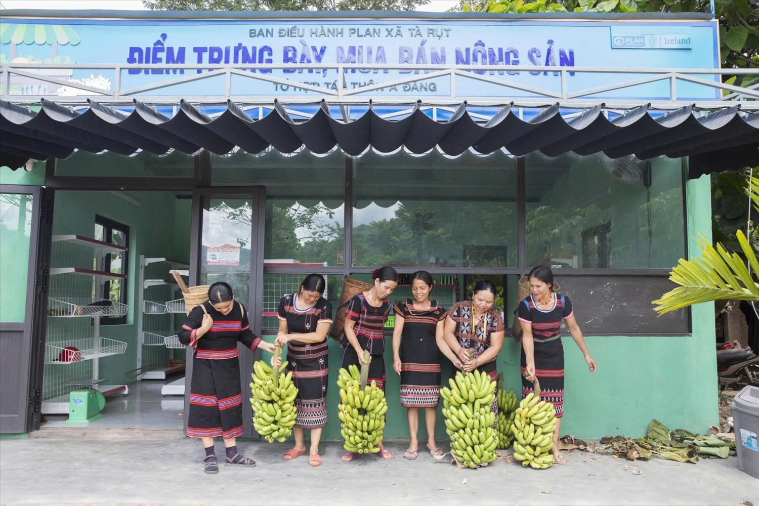 Chuối lùn "lên ngôi" ở Tà Rụt Chuối lùn "lên ngôi" ở Tà Rụt