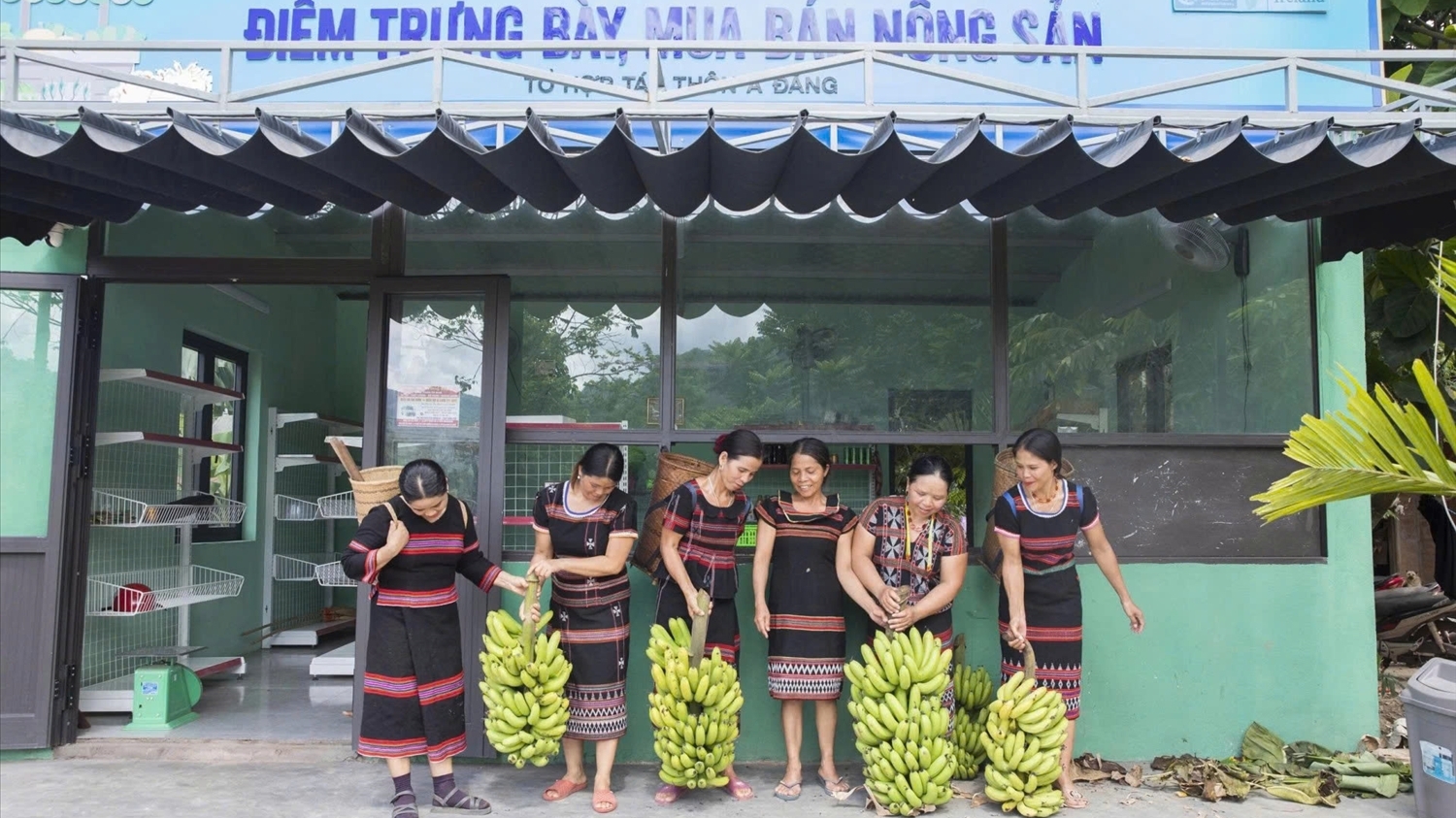 Chuối lùn "lên ngôi" ở Tà Rụt