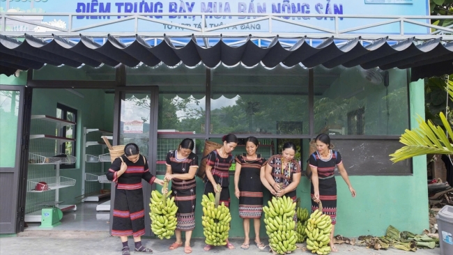 Chuối lùn "lên ngôi" ở Tà Rụt