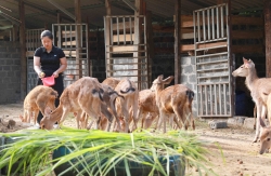 Lai Châu: Nuôi hươu - hướng phát triển kinh tế tiềm năng ở Pa Tần