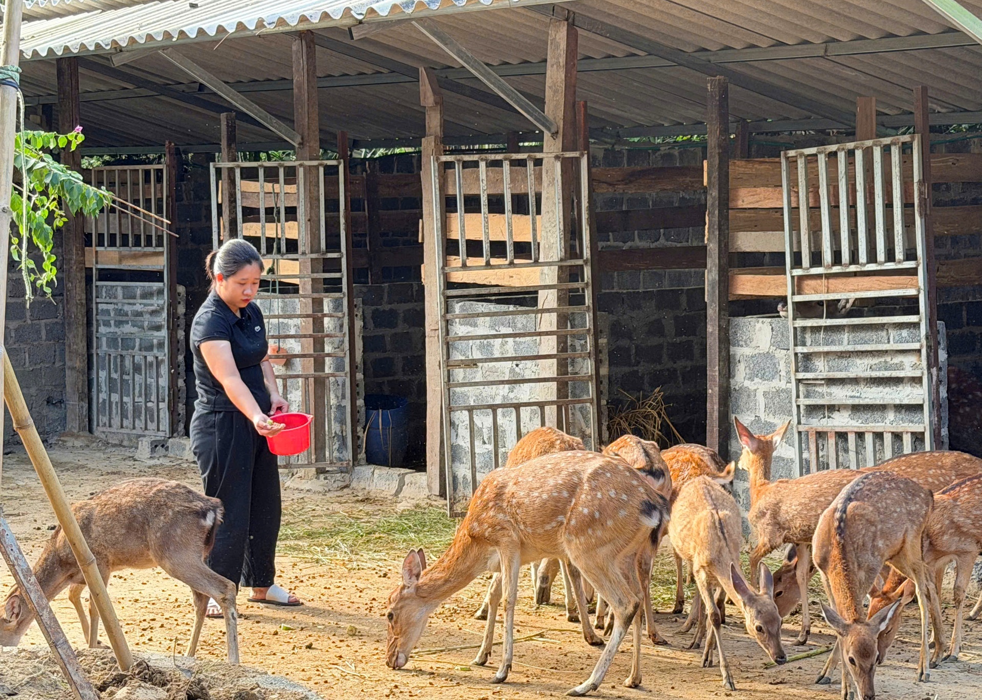 Lai Châu: Nuôi hươu - hướng phát triển kinh tế tiềm năng ở Pa Tần