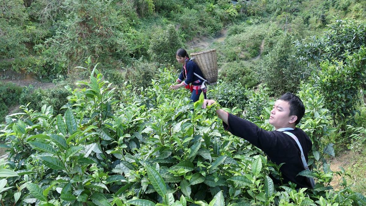 Tuyên Quang: “Trụ đỡ” xây dựng nông thôn mới
