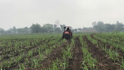 Giấc mơ nông nghiệp công nghệ cao ở Nghệ An