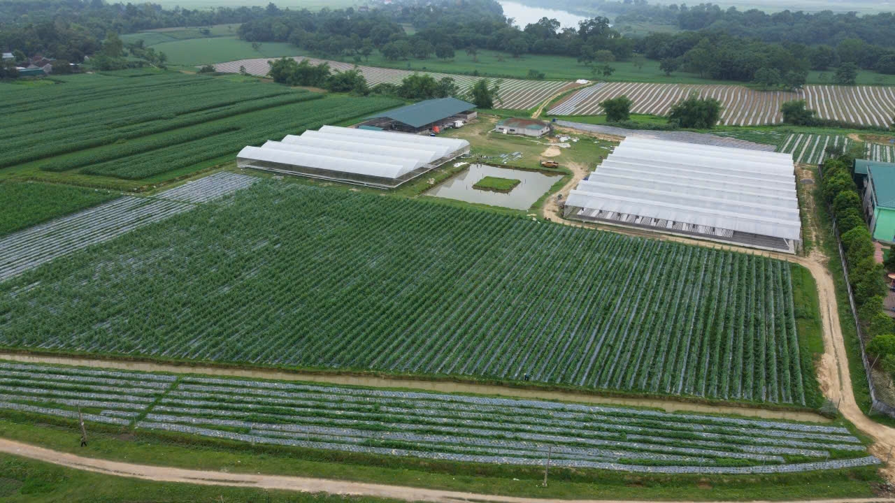 Giấc mơ nông nghiệp công nghệ cao ở Nghệ An Giấc mơ nông nghiệp công nghệ cao ở Nghệ An