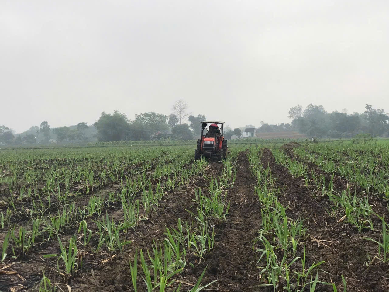 Giấc mơ nông nghiệp công nghệ cao ở Nghệ An Giấc mơ nông nghiệp công nghệ cao ở Nghệ An