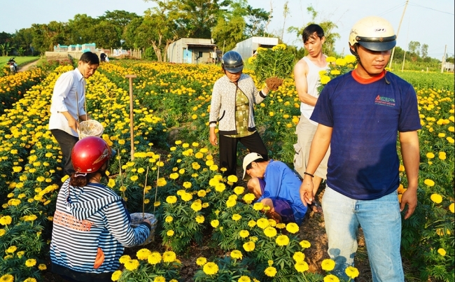 An Giang: Vụ mùa cuối năm