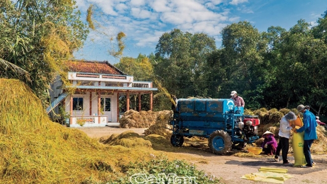 Cà Mau: Gặt lúa vần công