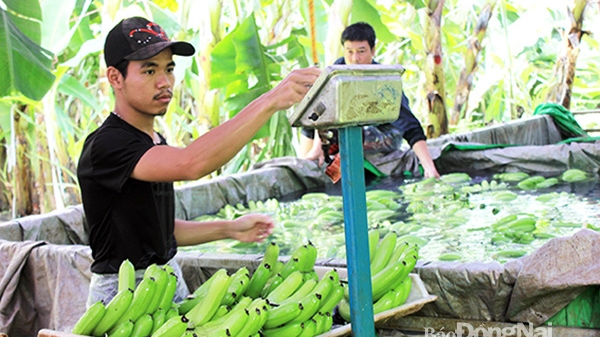 Đồng Nai: Xuất khẩu trái cây kỳ vọng niên vụ mới nhiều khởi sắc