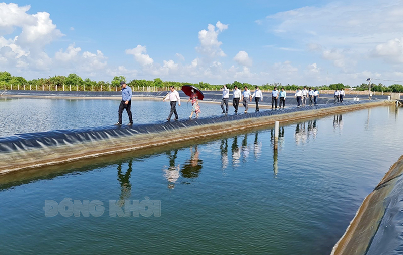 Đoàn công tác tỉnh khảo sát mô hình nuôi tôm công nghệ cao tại xã Thạnh Hải (Thạnh Phú).