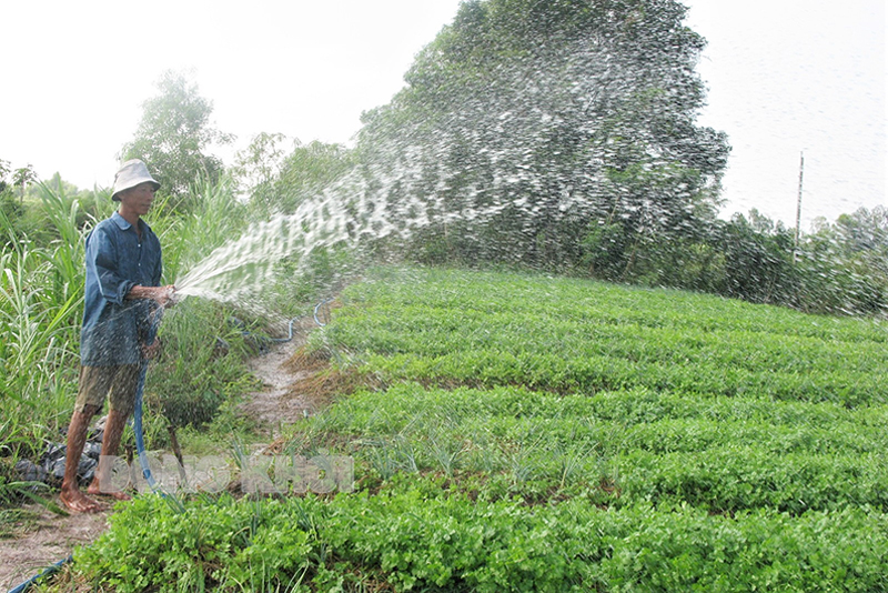 Ông Lê Văn Tuấn đang tưới rau màu của gia đình.